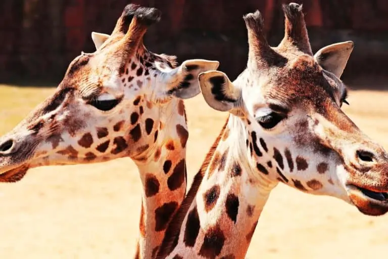Yagiyama Zoological Park