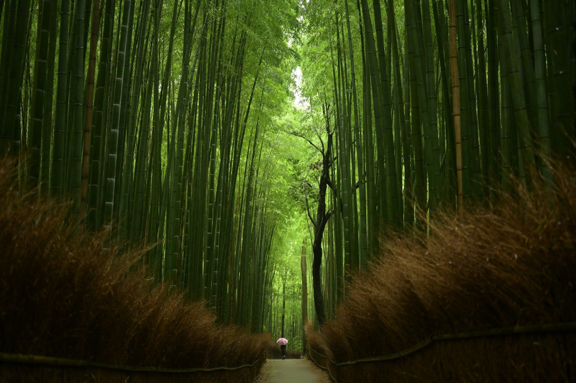 Arashiyamas bambulund