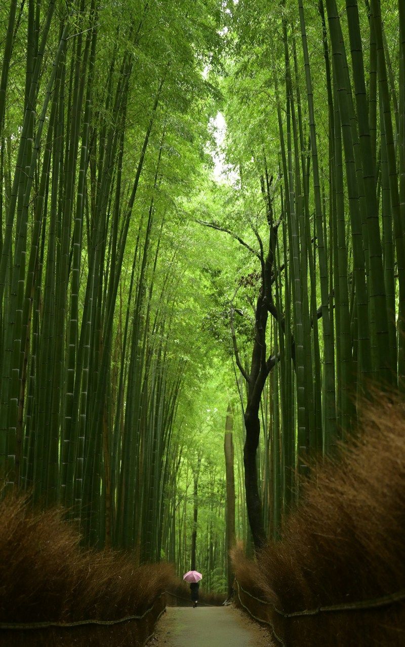 Arashiyamas bambulund