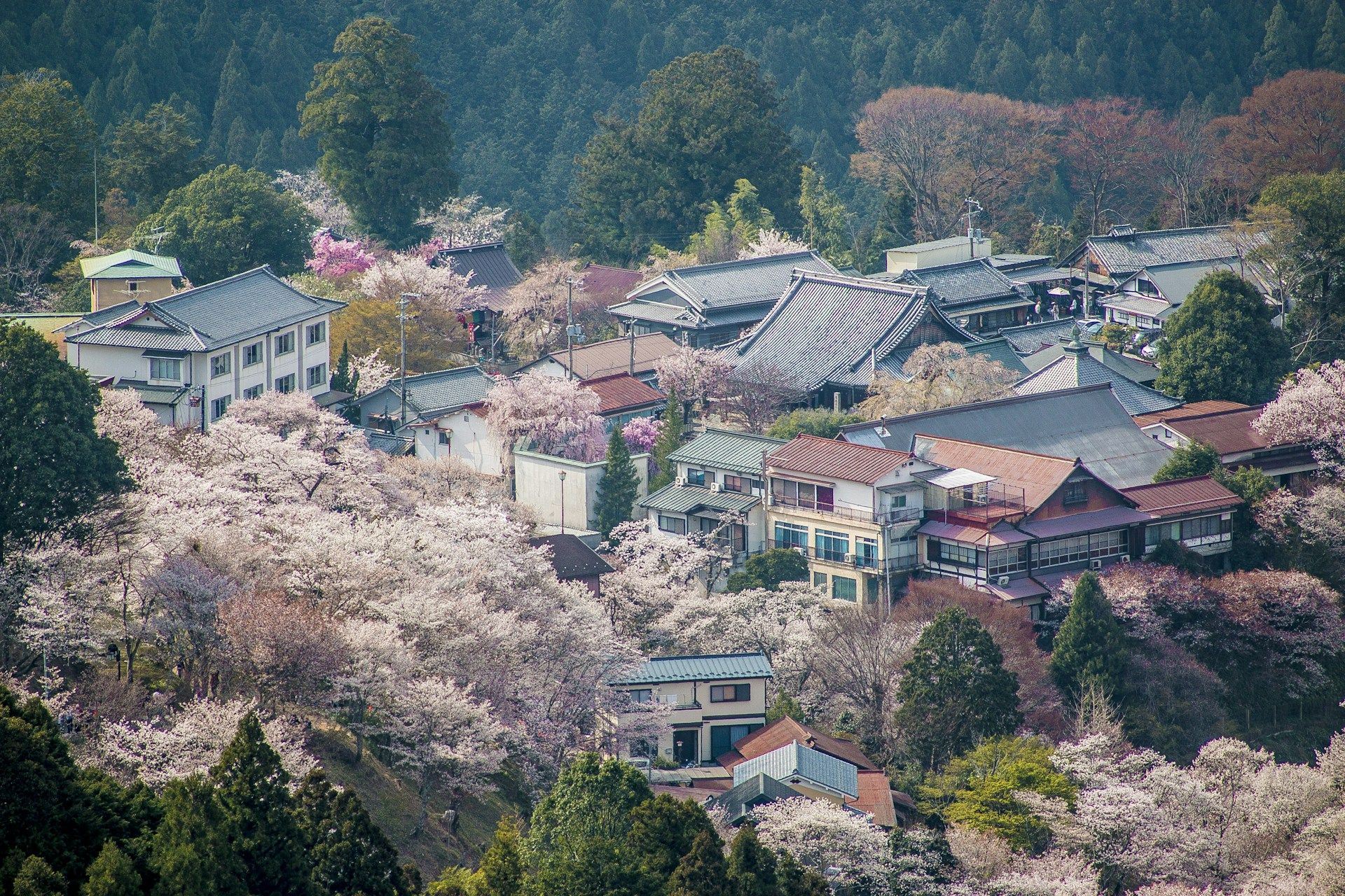 Yoshino