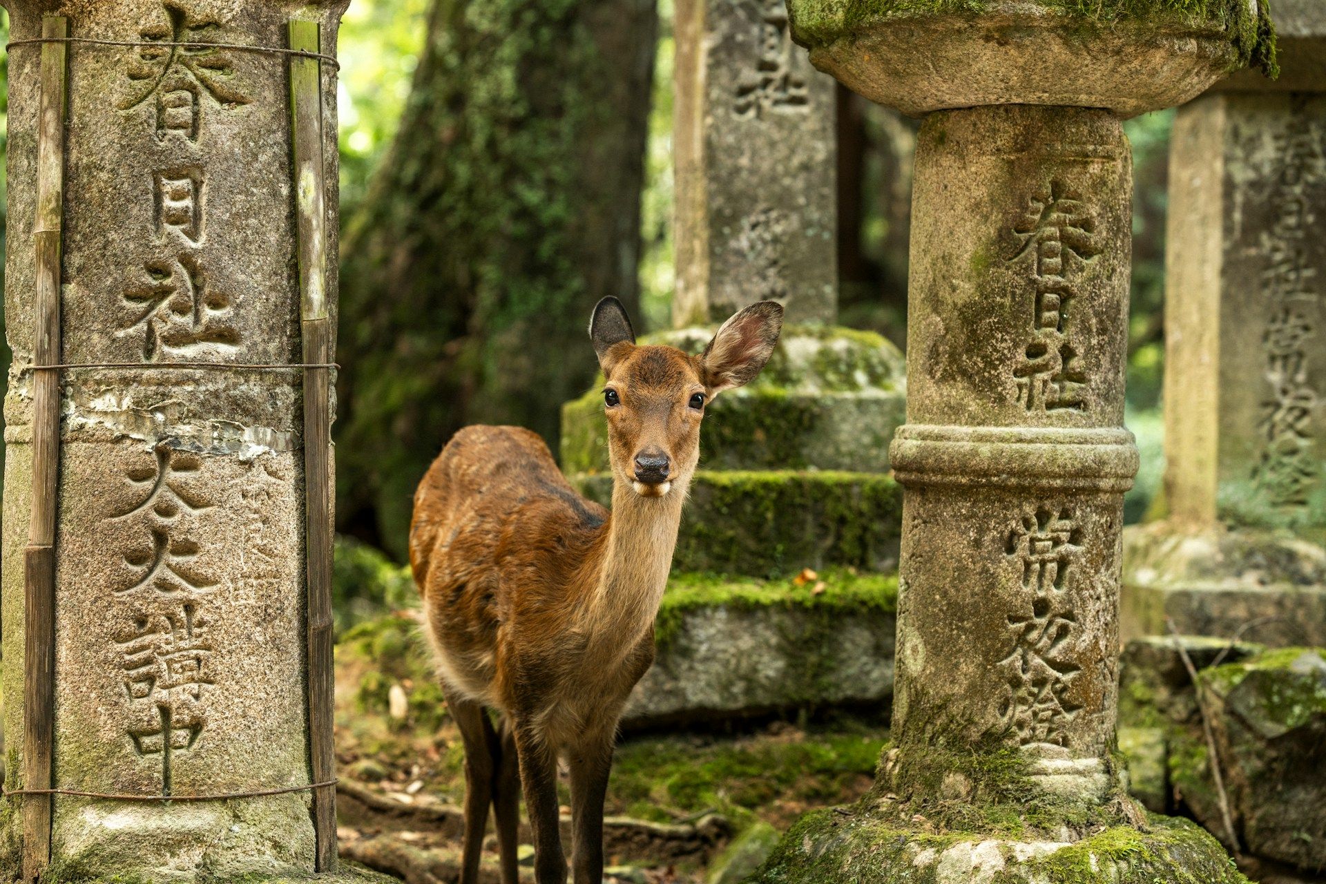 Nara-parken