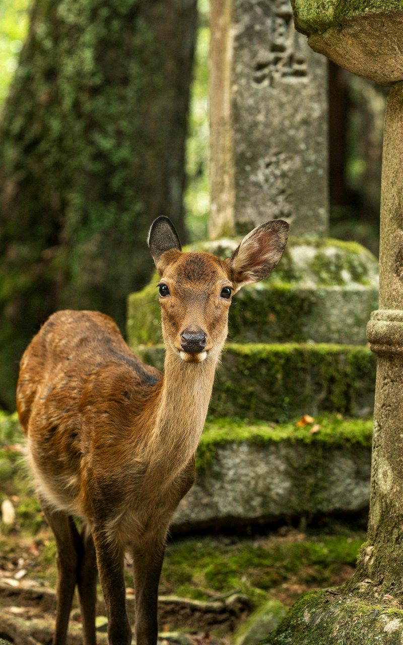 Nara-parken
