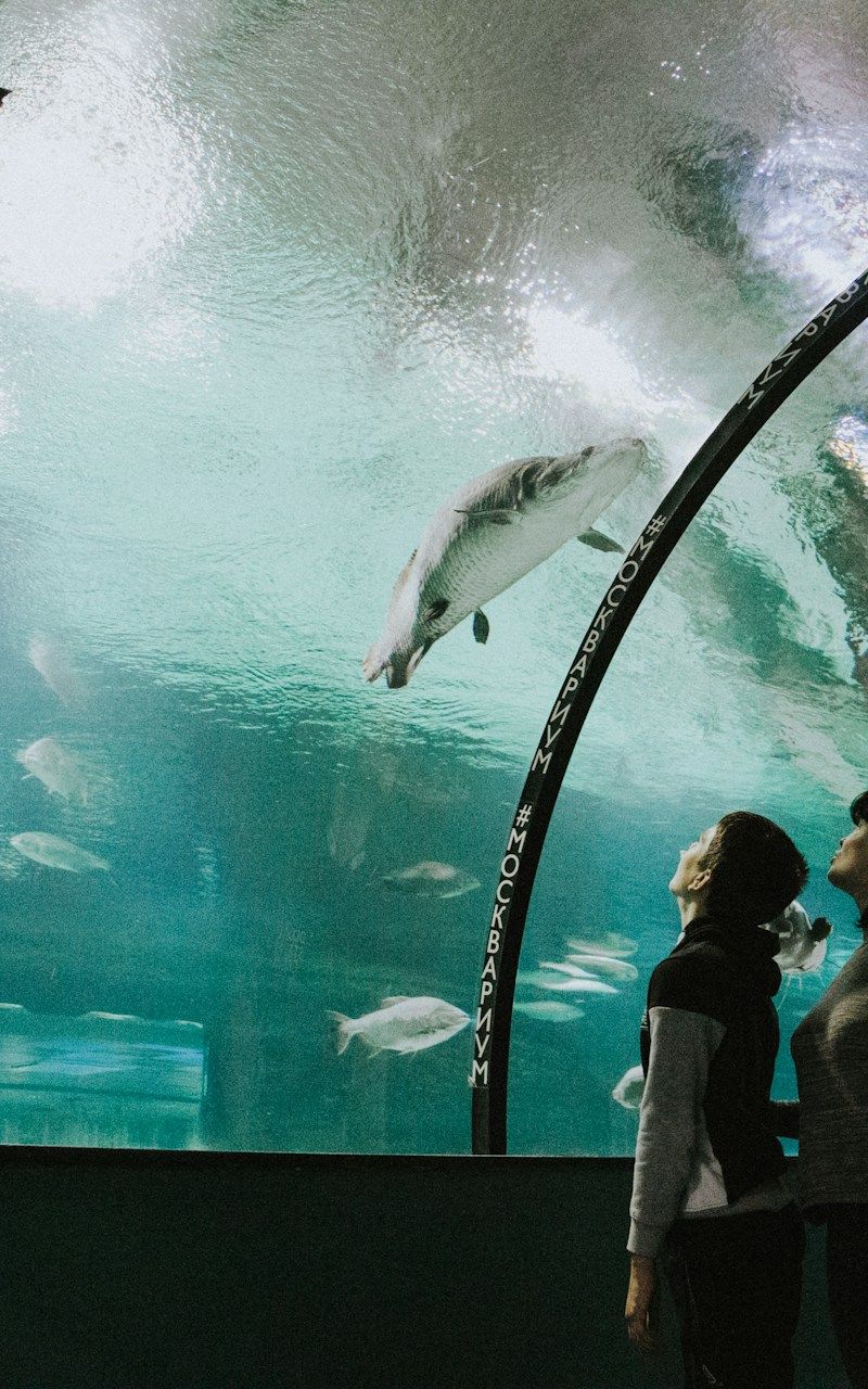 Osaka Aquarium Kaiyukan