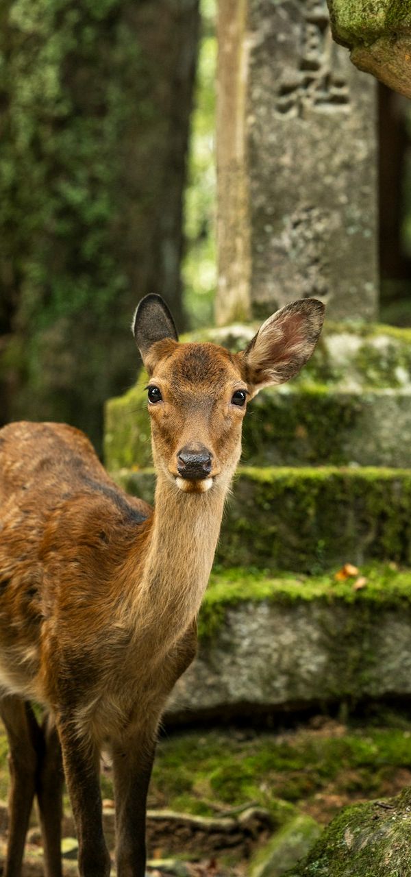 Nara