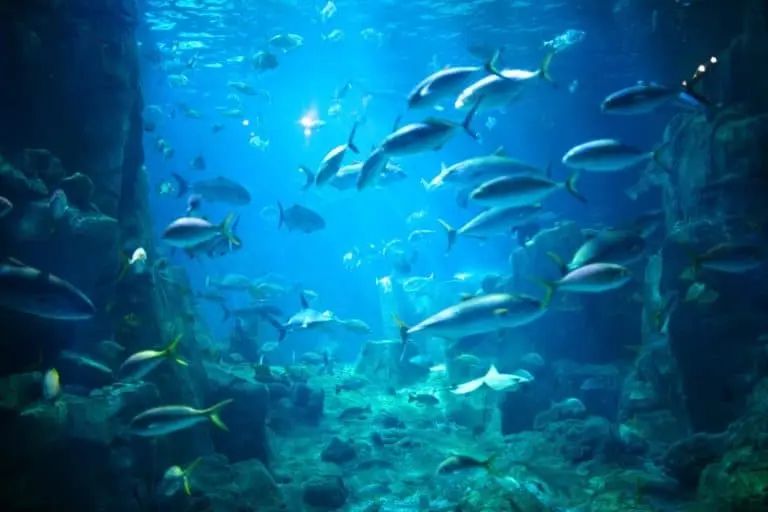 Sendai Umino-Mori Aquarium