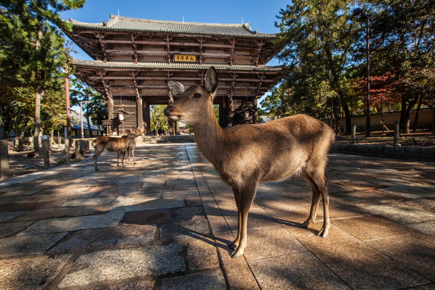 Nara stadsbild